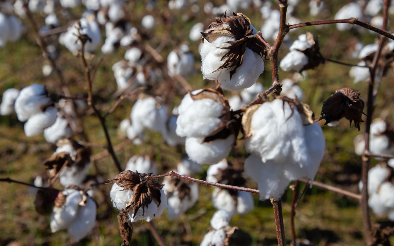Ripe cotton bolls open on dried plants in a sunlit field