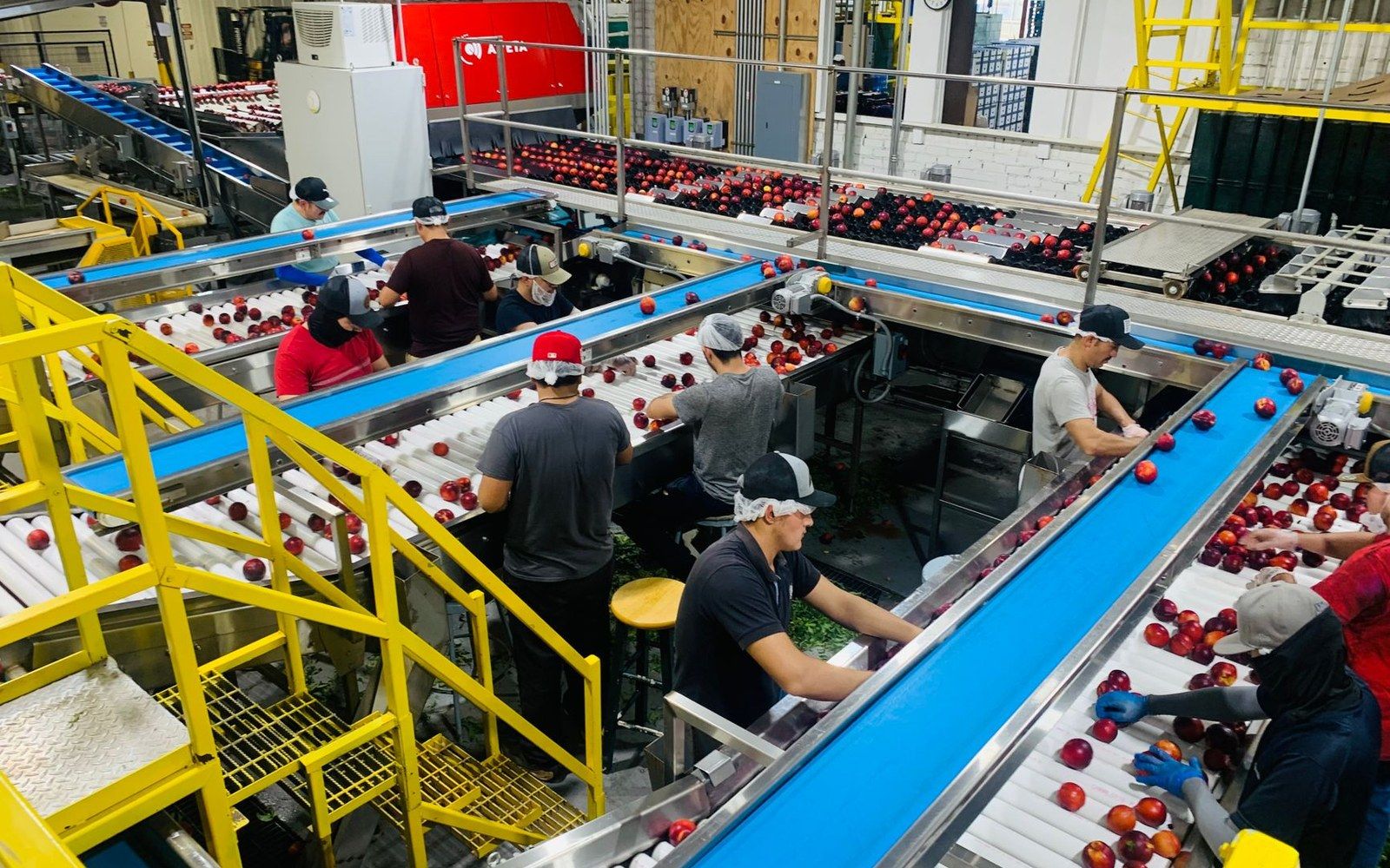 Workers sort red apples on multiple conveyor belts inside a packing facility